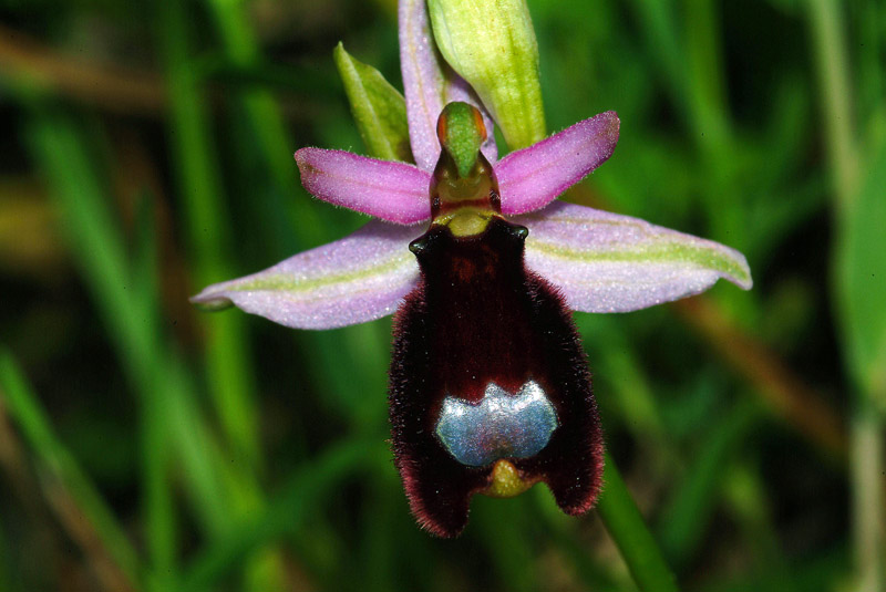 Conferma Ophrys bertolonii subsp. bertolonii 14-05-10